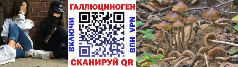 Псилоцибиновые грибы Cubensis  цена   Новохопёрск 